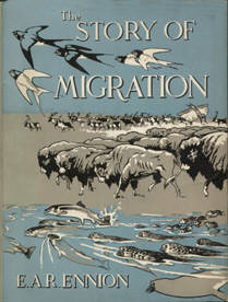 The Story of Migration