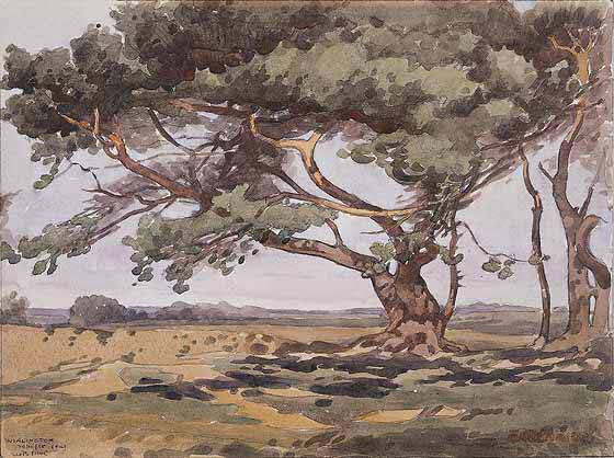 Ennion Scots Pine