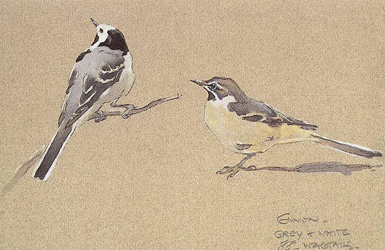Ennion Wagtails