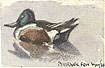 burwell shoveler