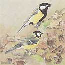 great tit