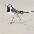 pied wagtail