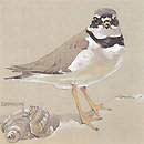 ringed plover