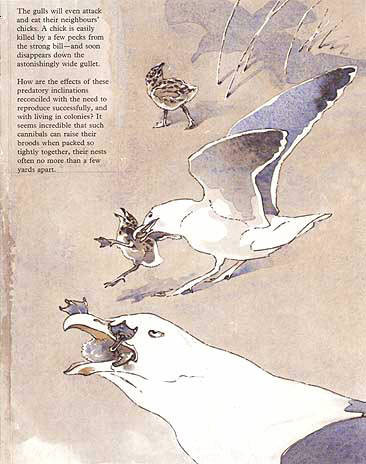 Signals for Survival