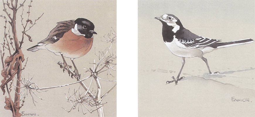 Stonechat and Pied Wagtail