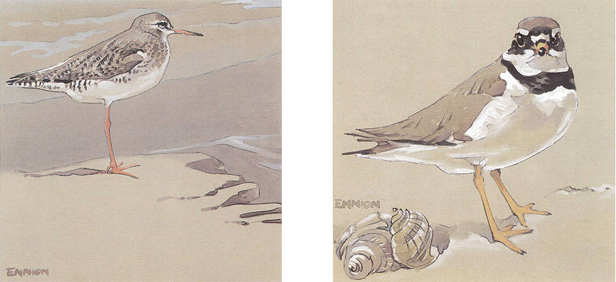 Redshank and Ringed Plover
